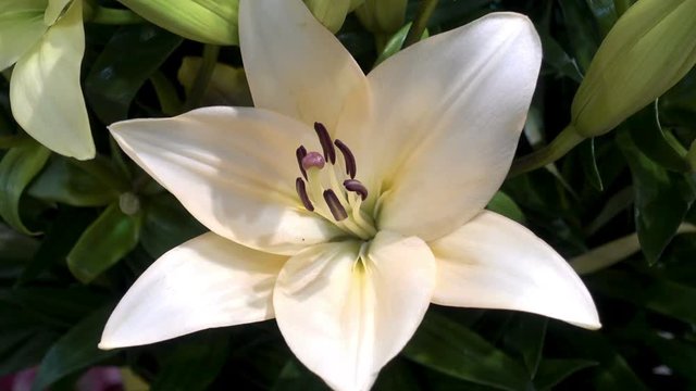 Beautiful white lily flower closeup. HD video