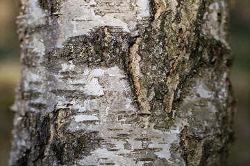 Birch bark at high magnification. Trees growing in parks and wooded areas.