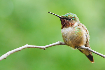 Fototapeta na wymiar Ruby-throated hummingbird perched on a twig.