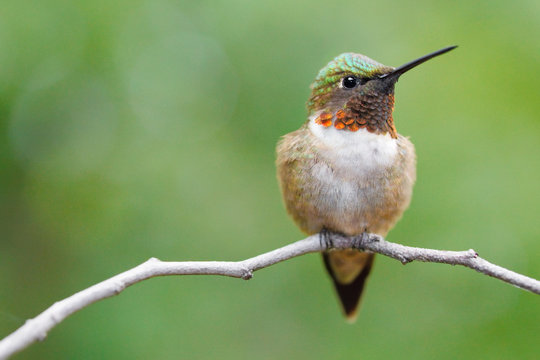 Ruby-throated hummingbird perched on a twig.