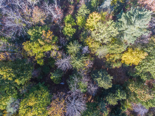 Fototapeta na wymiar Fall Foliage from a Drone