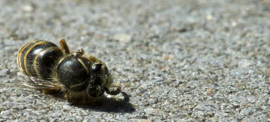 Insektensterben durch Klimawandel