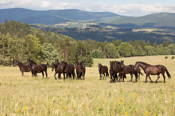 Fototapeta na wymiar Portrait of herd black kladrubian horses