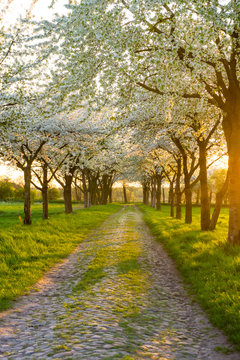 Fruit Tree Orchard In Spring 