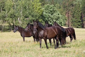 Portrait of herd black kladrubian horses