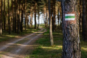 Marking tourist routes on a tree in the forest. Trees with signs for use in the field.