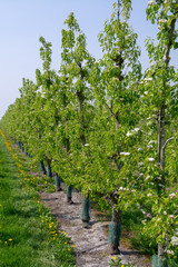 Fototapeta na wymiar Pear tree blossom, spring season in fruit orchards in Haspengouw agricultural region in Belgium, landscape