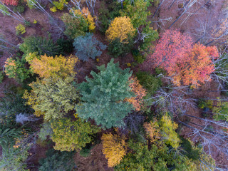 Fall Foliage from a Drone