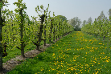 Fototapeta na wymiar Pear tree blossom, spring season in fruit orchards in Haspengouw agricultural region in Belgium, landscape