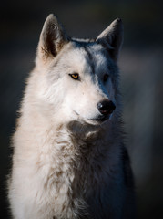 Headshot profile portrait of a gray wolf
