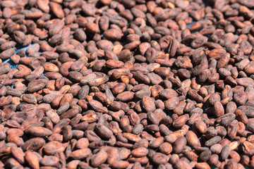 Cocoa beans and cocoa pod on a wooden surface.