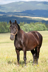 Portrait of nice black kladrubian horse