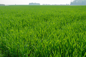 Fototapeta premium Spring fields panorama landscape with fresh green grass