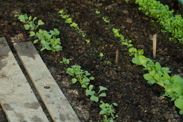 new fresh salad seedlings in fertile soil