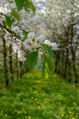 Cherry tree blossom, spring season in fruit orchards in Haspengouw agricultural region in Belgium, close up