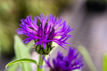 Cornflower