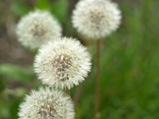 Dandelion. Spring flowering. A faded dandelion. Boke