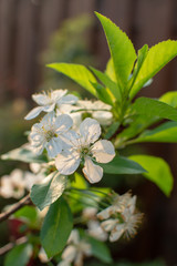 Cherry tree blossom, spring season in fruit orchards in Haspengouw agricultural region in Belgium, close up