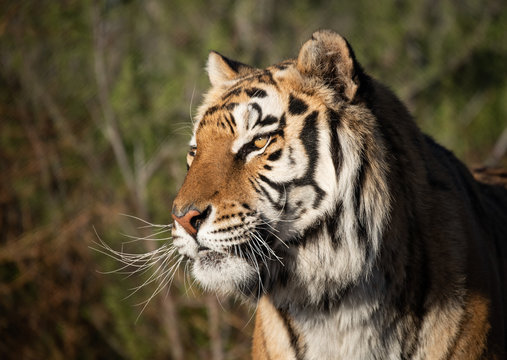 Profile headshot of a tiger in morning light