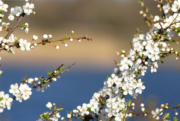 Cherry blossom
