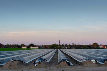 Landscape with long rows with growing white asparagus coverend with plastic film, new season on white asparagus is open