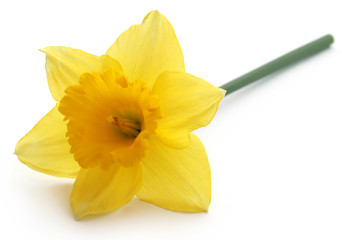 Fototapeta premium Flower daffodil