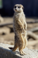Suricata standing on a guard. Curious meerkat (Suricata suricatta).