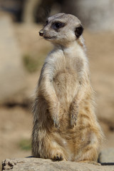 Suricata standing on a guard. Curious meerkat (Suricata suricatta).