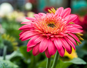 Gerbera jamesonii