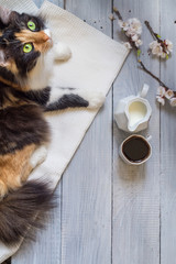 Fluffy cat and cup of coffee on white wooden surface