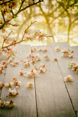 Flowering apricot branch over white wooden table