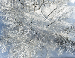 Drone Tree Shots with Snow