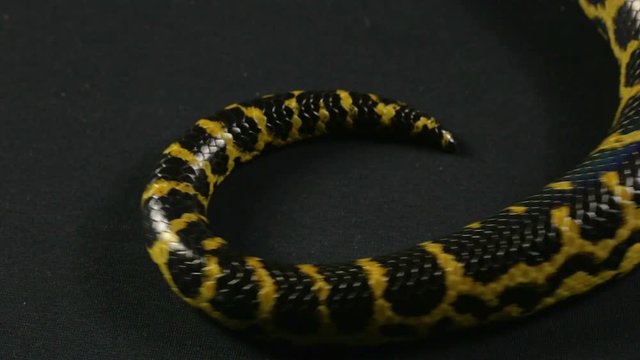 Creeping away yellow anaconda