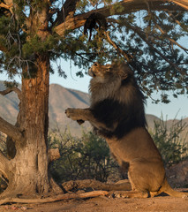 Naklejka premium African male lion standing on hind legs at a tree