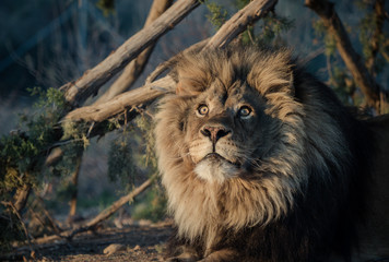 Fototapeta na wymiar African male lion posing in the morning light