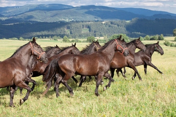 Running herd of black kladrubian horses