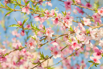 Branches with blossoming pink flowers against the blue sky. Texture of flowering tree. Spring background