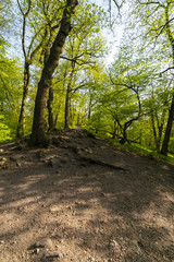 Beautiful spring forest at middle of Europe. Green Forest Park at morning.