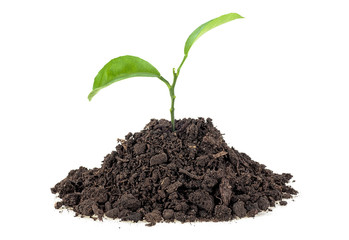Young plant of citrus fruit in soil humus on a white background