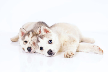 Two cute grey and white Siberian Husky puppies with different eyes lying down on a white background