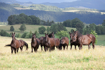 Fototapeta premium Portrait of herd black kladrubian horses