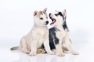 Two playful black and white and grey Siberian Husky puppies posing indoors on a white background