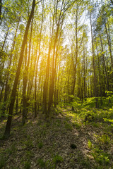Obraz premium Beautiful spring forest at middle of Europe. Green Forest Park at morning.