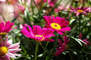 Obraz premium Rote Margerite - Robinsons Rot - Tanacetum coccineum