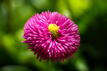 Chrysantheme - Asteraceae