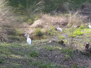 White Ibis birds