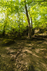 Obraz premium Beautiful spring forest at middle of Europe. Green Forest Park at morning.