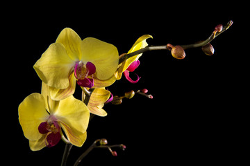 Fototapeta na wymiar The yellow Orchid. Beautiful flowers on a black background.