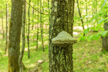 Laetiporus Sulphureus  on old tree