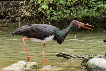 Schwarzstorch fängt einen Fisch - Ciconia nigra